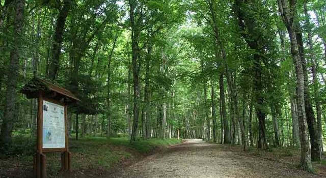 Parco Nazionale del Gargano - Foresta Umbra